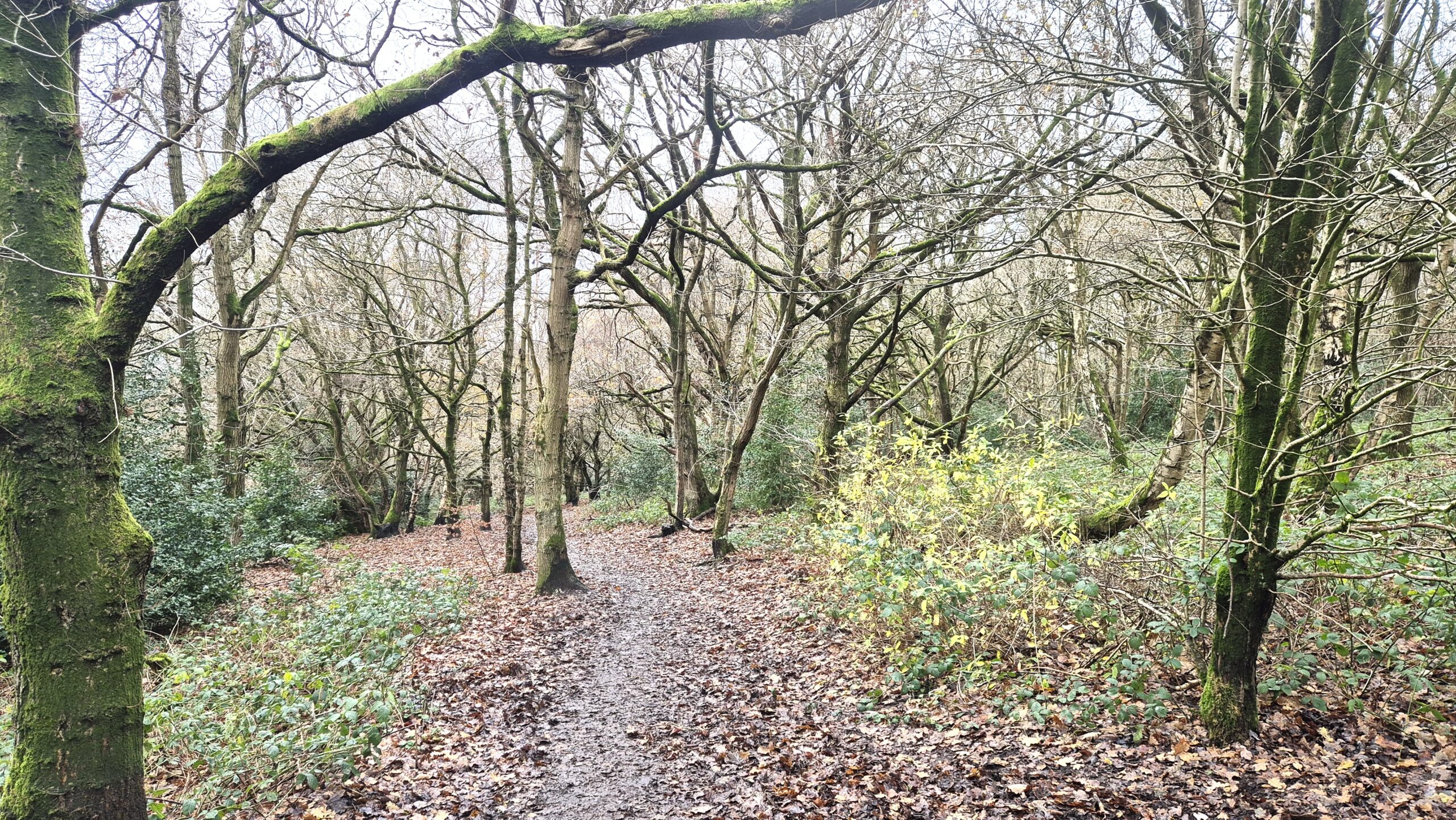 Trail in Meanwood, Leeds, Yorkshire.